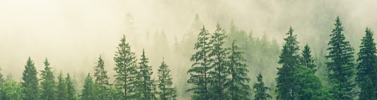 Green Sustainable Business and Office Tips