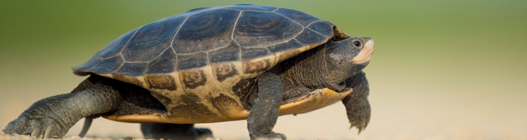 slowing down at work the turtle police