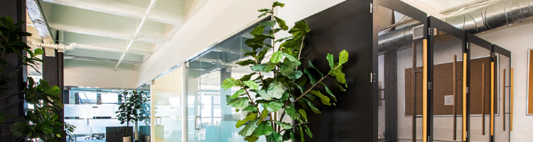 guide to office plants